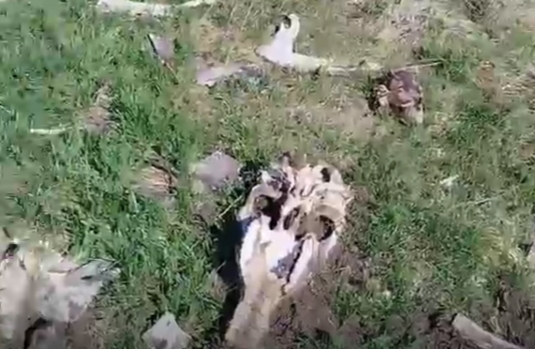Смотреть видео