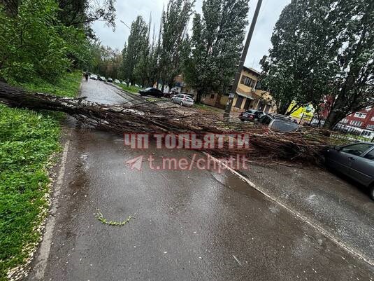 На бульваре Кулибина дерево упало на машины и перекрыло дорогу