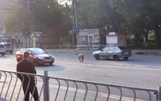 Сбежавший баран грубо нарушил ПДД