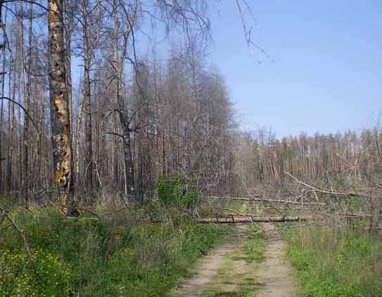 На пепелище. Дорога на «Лесное» сегодня 